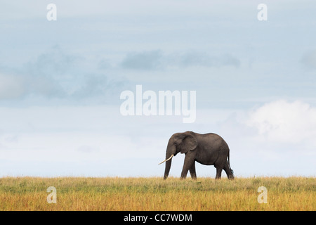 African Elephant, Masai Mara National Reserve, Kenya Stock Photo