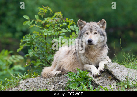 Timber Wolf in Game Reserve, Bavaria, Germany Stock Photo