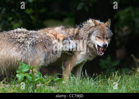 Timber Wolves Fighting, Bavaria, Germany Stock Photo