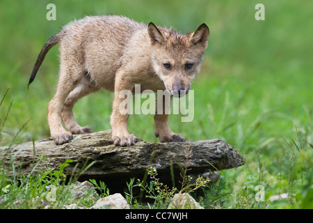 Timber Wolf Cub, Bavaria, Germany Stock Photo