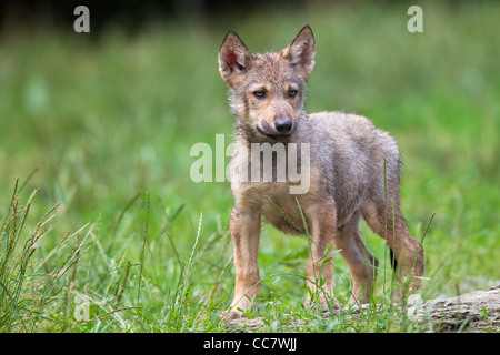 Timber Wolf Cub, Bavaria, Germany Stock Photo