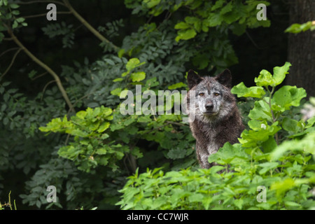 Timber Wolf in Game Reserve, Bavaria, Germany Stock Photo