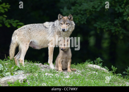 Timber Wolves in Game Reserve, Bavaria, Germany Stock Photo