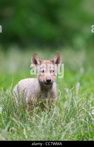 Timber Wolf Cub, Bavaria, Germany Stock Photo