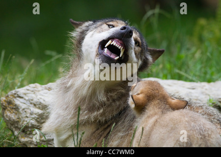 Timber Wolf Snarling at Cub, Bavaria, Germany Stock Photo