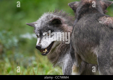 Timber Wolves in Game Reserve, Bavaria, Germany Stock Photo
