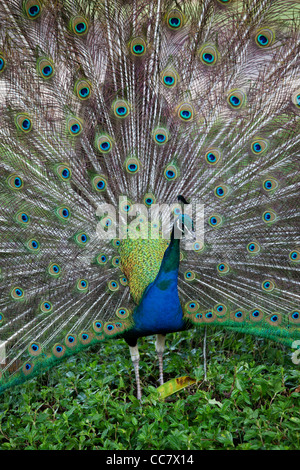 Peacock, Kauai, Hawaii, USA Stock Photo