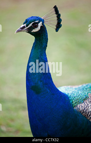 Peacock, Kauai, Hawaii, USA Stock Photo