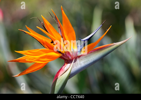 Bird of Paradise Flower, Kauai, Hawaii, USA Stock Photo