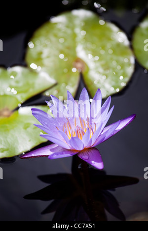 Water Lily, Kauai, Hawaii, USA Stock Photo