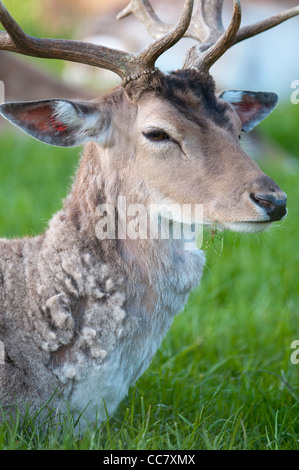 young captive male Fallow Deer (lat. dama dama) sitting on a green meadow Stock Photo