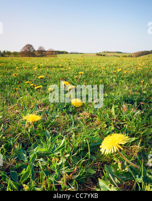 Dandelions in Field, Cotswolds, Gloucestershire, England Stock Photo