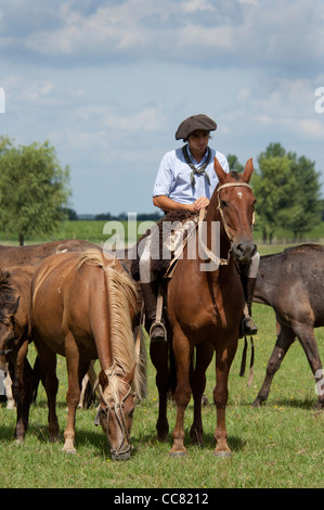 Argentina, Buenos Aires, San Antonio de Areco. Estancia El Ombu de Areco. Typical gaucho riding his horse on the pampas. Stock Photo