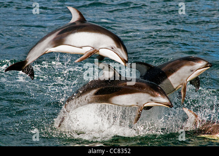 Pacific White-sided Dolphins (Lagenorhynchus obliquidens / longidens / ognevi) jumping in the North Pacific Ocean, Canada Stock Photo