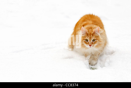 Norwegian Forest Cat (Felis catus) stalking prey in the snow in winter, the Netherlands Stock Photo
