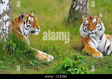 Two Siberian tigers / Amur tigers (Panthera tigris altaica) resting among trees, native to Russia and China Stock Photo