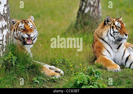 Two Siberian tigers / Amur tigers (Panthera tigris altaica) resting among trees, native to Russia and China Stock Photo