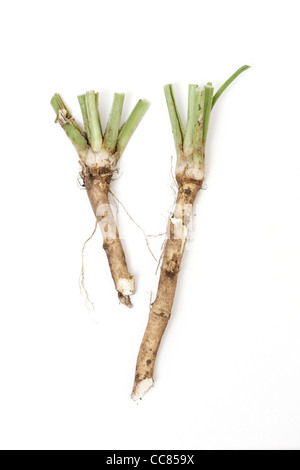 Two roots of horse radish Stock Photo