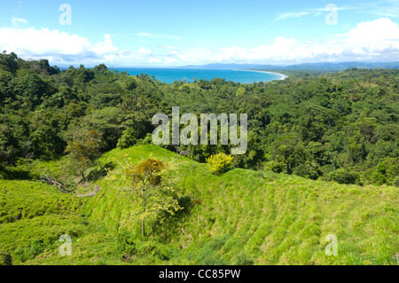 Lowland Rainforest Puntarenas Province Costa Rica Stock Photo