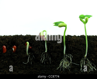 Bean seeds germinating in soil Stock Photo