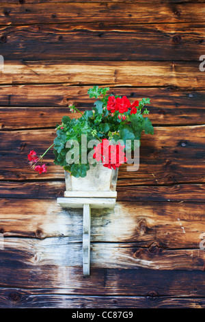 geranium flowers on a bavarian hut Stock Photo