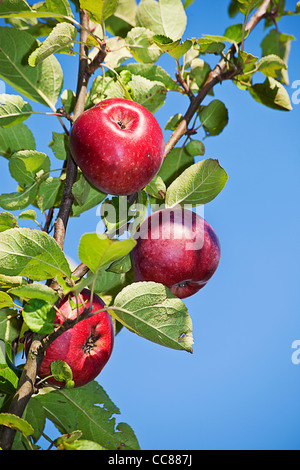 a three red juicy apples on the sky background Stock Photo