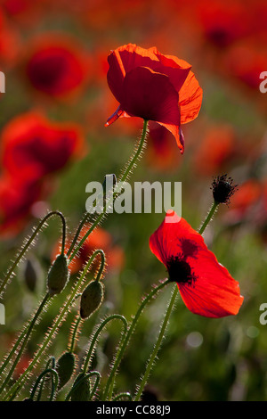 Red spring poppy Stock Photo - Alamy