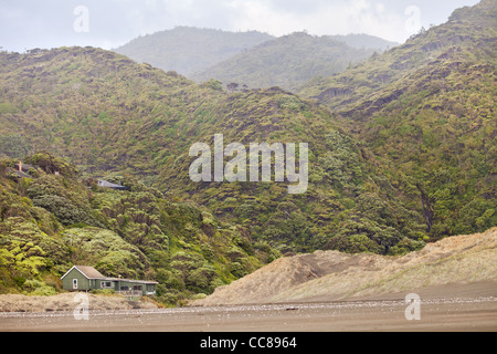 Wild New Zealand forest of tea tree and kauri regrowth Waitakere Ranges national park Auckland North Island New Zealand Stock Photo