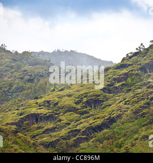 Wild New Zealand forest of tea tree and kauri regrowth Waitakere Ranges national park Auckland North Island New Zealand Stock Photo