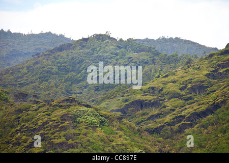 Wild New Zealand forest of tea tree and kauri regrowth Waitakere Ranges national park Auckland North Island New Zealand Stock Photo