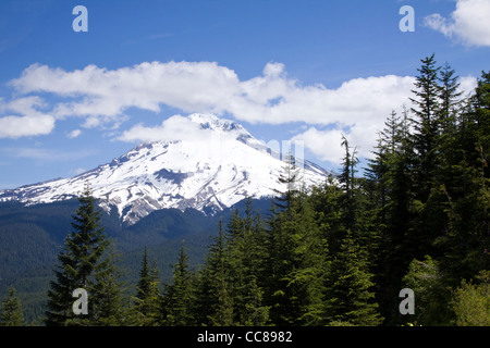 Mt Hood viewed from hiking trail through the MT Hood National Forest Stock Photo