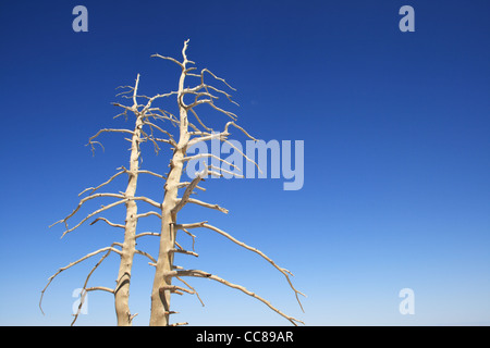 bleached dead tree branches against a blue sky Stock Photo
