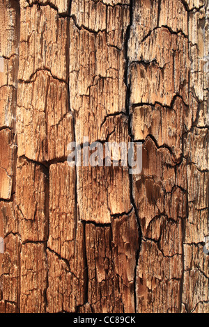 Wood grain and tree splitting Stock Photo - Alamy