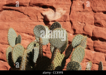 prickly pear cactus with a red sandstone background