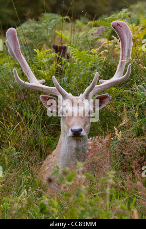 A  deer on a sunny day in Richmond park Stock Photo