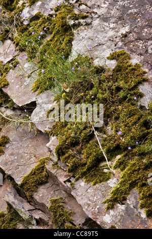 Blue flowers and moss growing on rockwall in the mountains Stock Photo