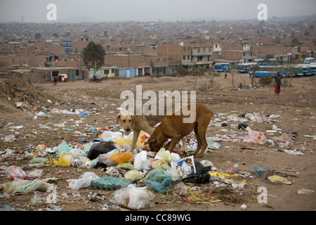 Dogs eat from a rubbish pile in Lima, Peru, South America. Stock Photo