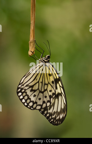 Paper Kite, Sunburst Rice Paper Butterfly or Idea leuconoe resting for the night Stock Photo
