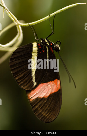 Butterfly 'The Postman' or Heliconius Melpomene Amaryllis hanging on Spanish moss and resting for the night Stock Photo