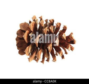 ponderosa (Pinus ponderosa) pine cone isolated on white Stock Photo