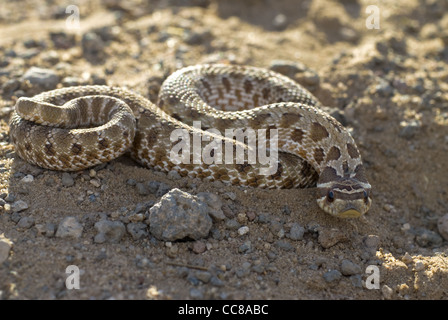 Plains Hog-nosed Snake, (Heterodon nasicus), Bernalillio county, New Mexico, USA Stock Photo