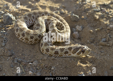 Plains Hog-nosed Snake, (Heterodon nasicus), Bernalillio county, New Mexico, USA Stock Photo