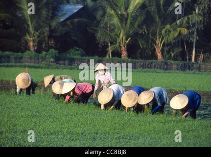Group of women planting rice in paddy field Mekong Delta Vietnam Stock Photo