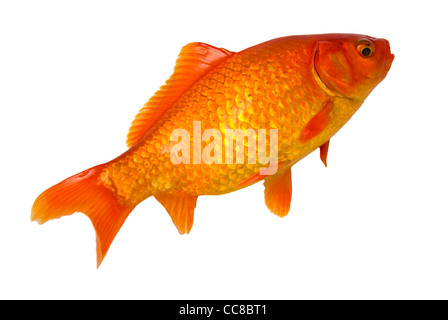 Small gold fish isolated on the white background Stock Photo