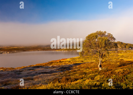 Early morning mist at Rocky Valley Reservoir near Falls Creek on the Bogong High Plains in Alpine National Park, Victoria, Australia Stock Photo