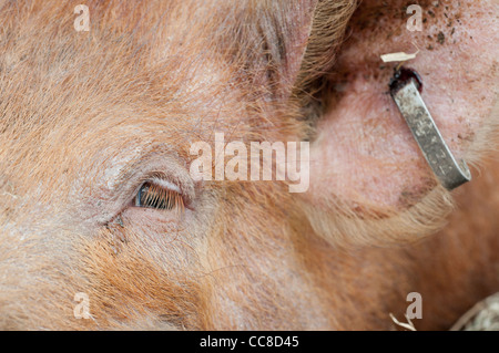 Closeup of a young Tamworth Pig Stock Photo