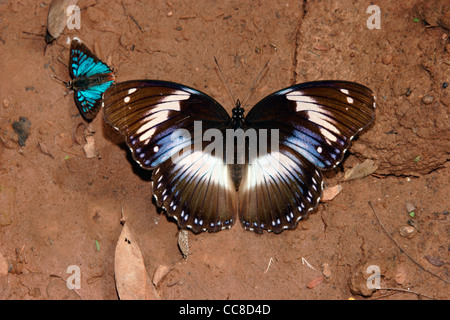 Blue diadem butterfly (Hypolimnas salmacis : Nymphalidae), female puddling in rainforest, Ghana. Stock Photo