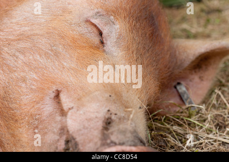 Closeup of a young Tamworth Pig Stock Photo