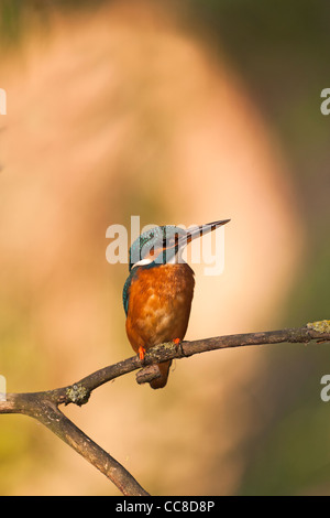 Kingfisher sitting on branch with bright background Stock Photo