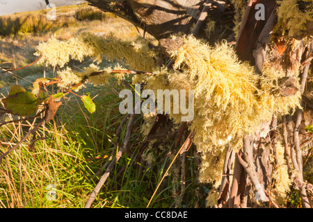Early morning light on a moss covered dead snow gum tree (eucalyptus pauciflora), Rocky Valley Reservoir in the Victorian Alps, Australia Stock Photo